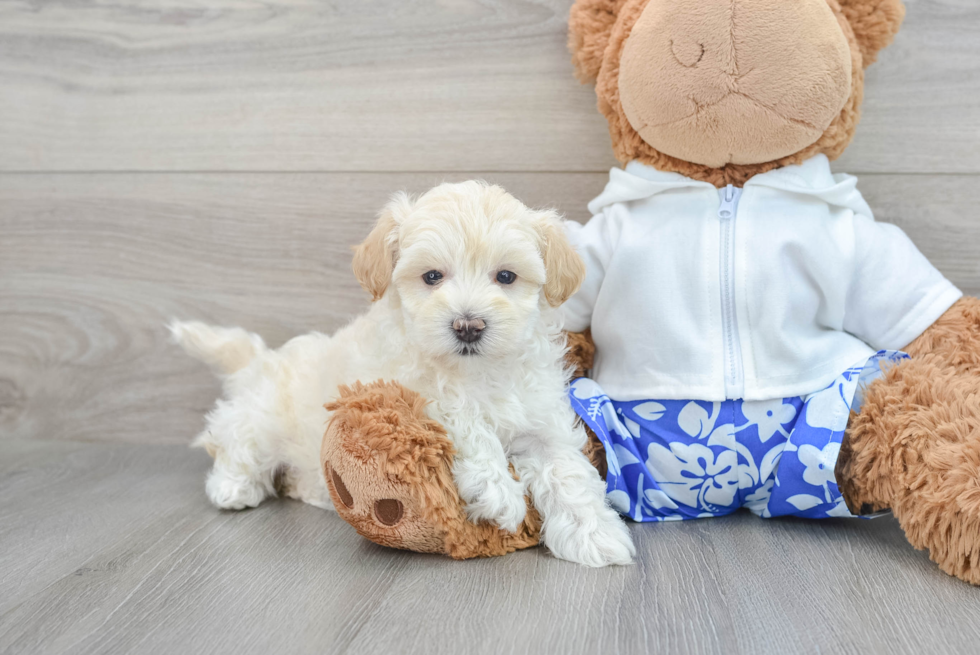 Maltipoo Pup Being Cute