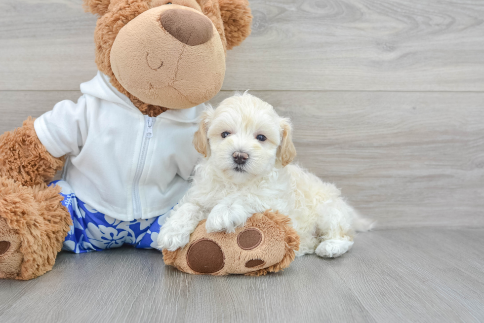 Adorable Maltese Poodle Poodle Mix Puppy