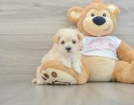 8 week old Maltipoo Puppy For Sale - Florida Fur Babies