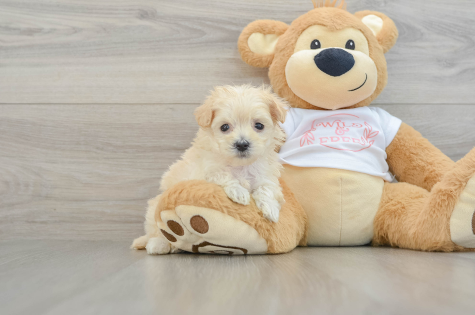 6 week old Maltipoo Puppy For Sale - Florida Fur Babies