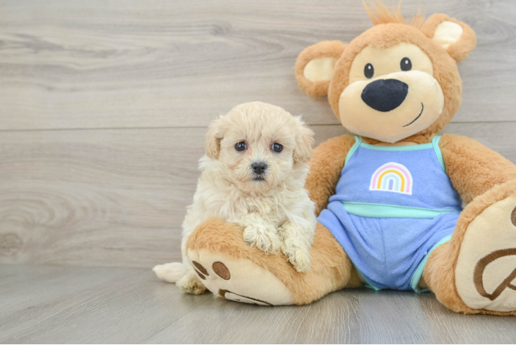 Maltipoo Puppy for Adoption