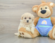 8 week old Maltipoo Puppy For Sale - Florida Fur Babies