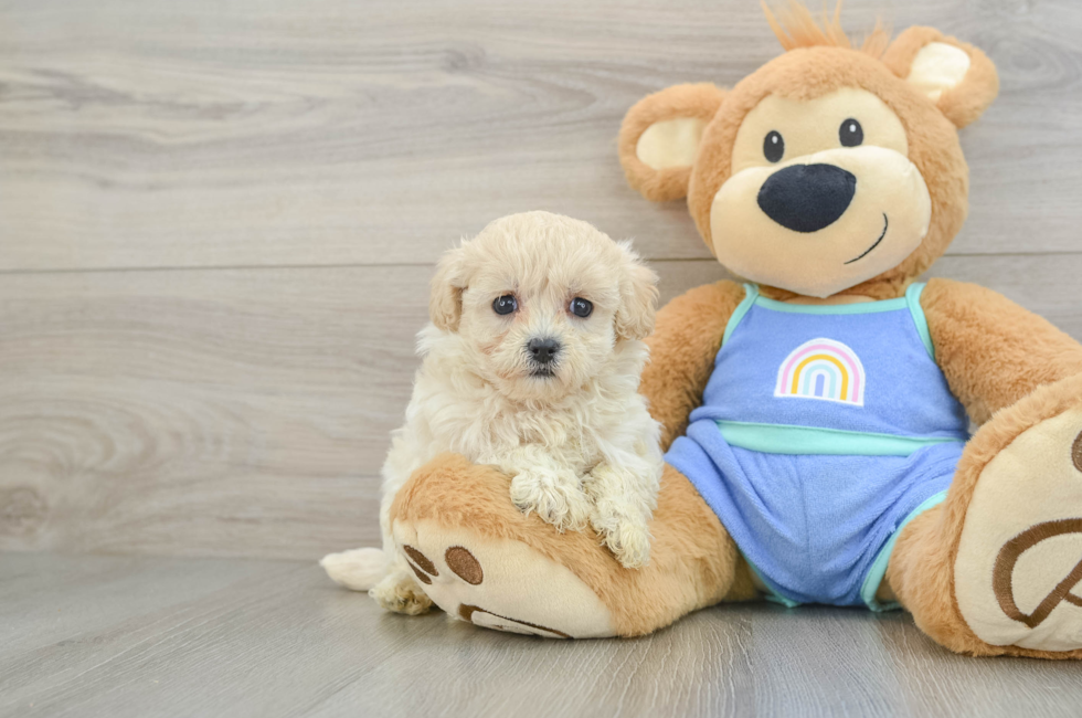 6 week old Maltipoo Puppy For Sale - Florida Fur Babies