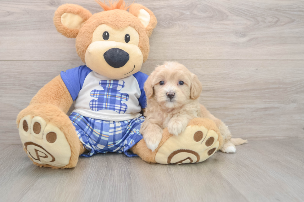 Maltipoo Puppy for Adoption