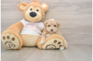 Petite Maltipoo Poodle Mix Pup