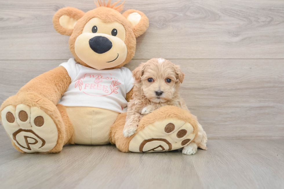 Petite Maltipoo Poodle Mix Pup