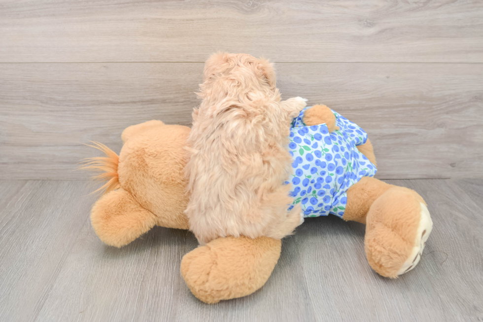 Maltipoo Pup Being Cute