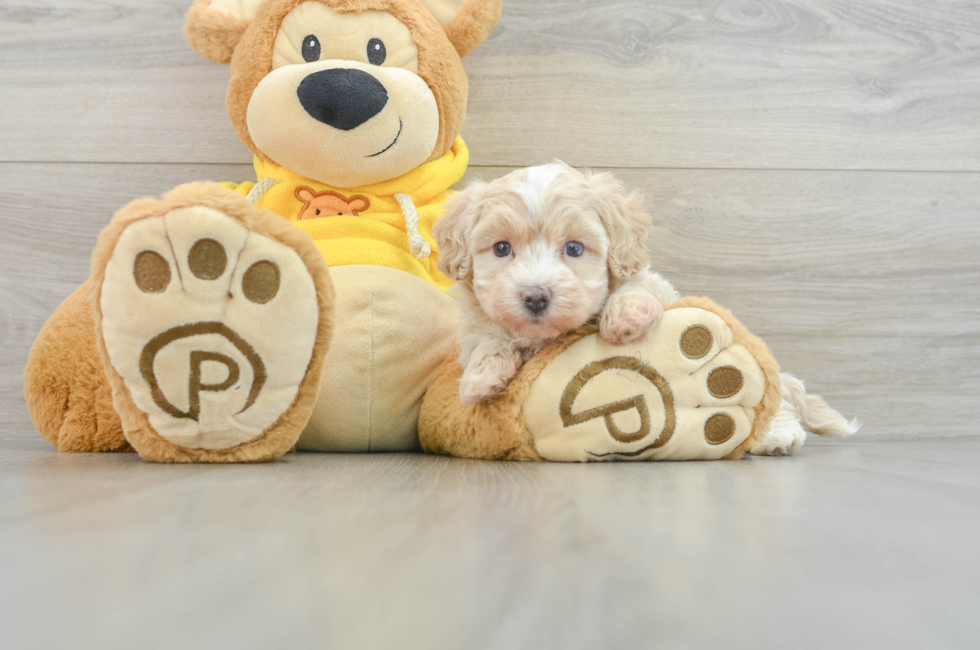 5 week old Maltipoo Puppy For Sale - Florida Fur Babies