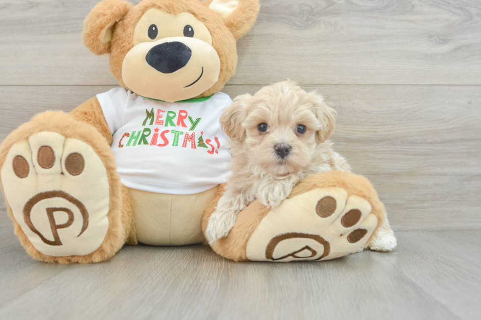 Friendly Maltipoo Baby