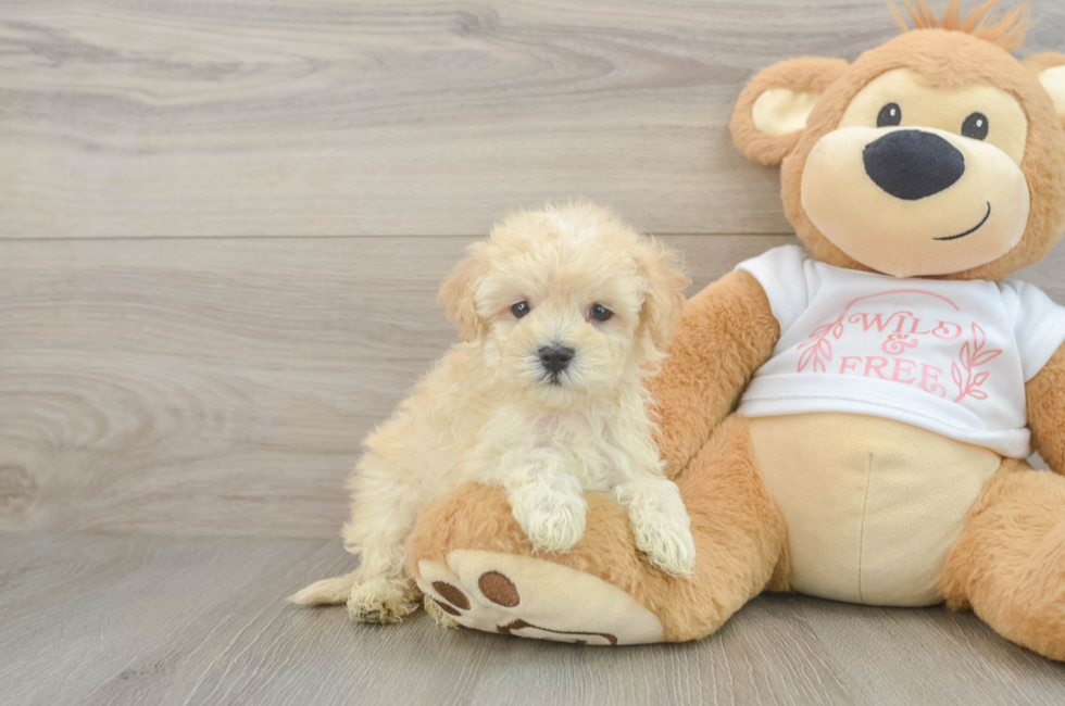 6 week old Maltipoo Puppy For Sale - Florida Fur Babies