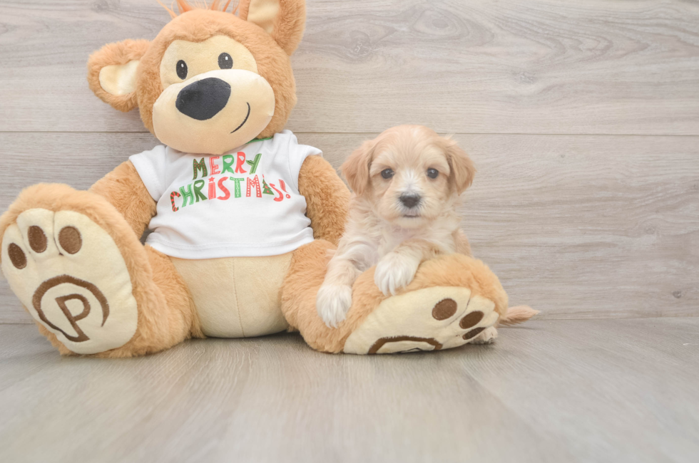 5 week old Maltipoo Puppy For Sale - Florida Fur Babies