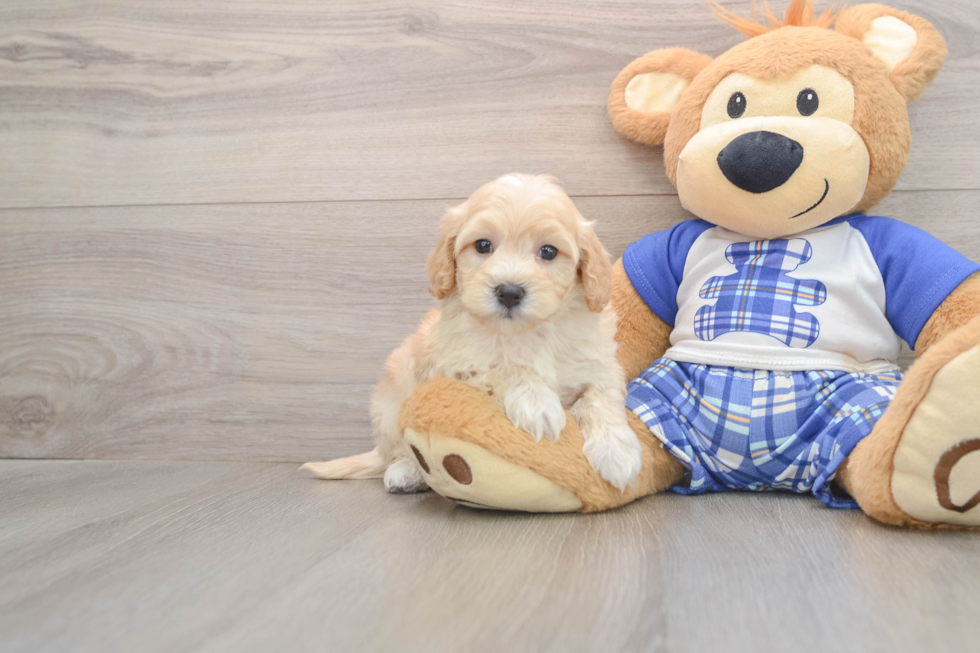 Maltipoo Pup Being Cute