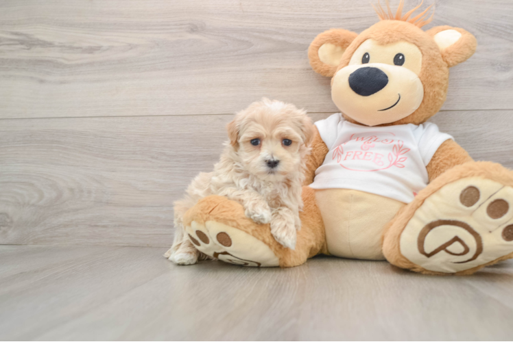 Small Maltipoo Baby