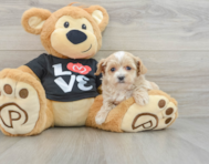 8 week old Maltipoo Puppy For Sale - Florida Fur Babies