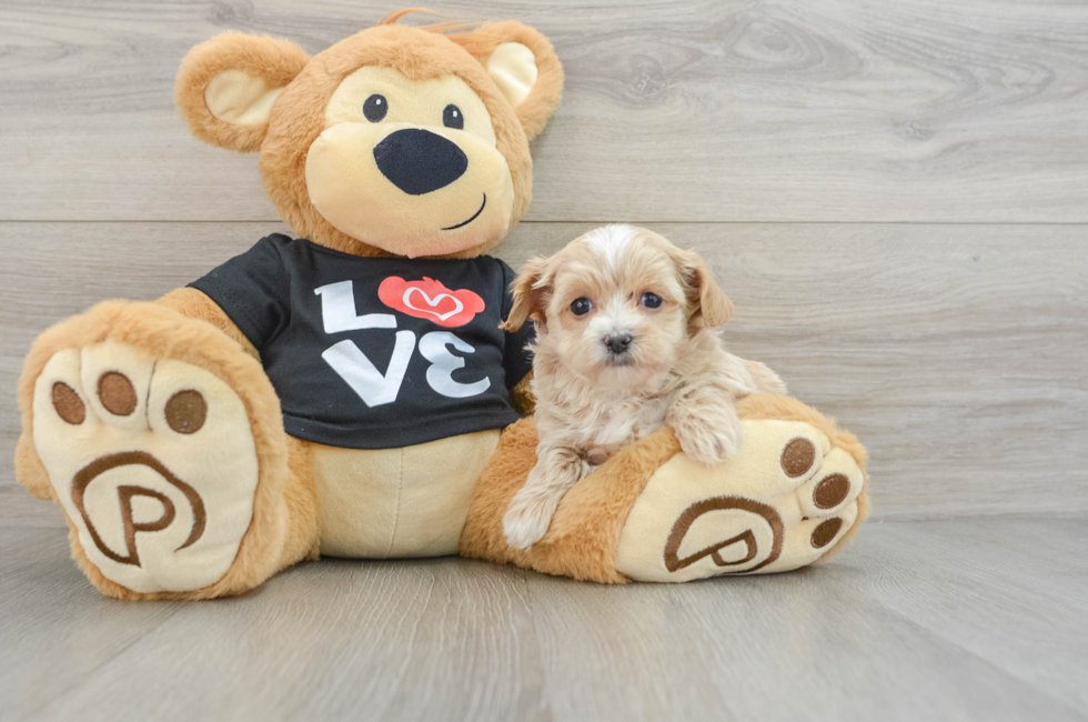 8 week old Maltipoo Puppy For Sale - Florida Fur Babies