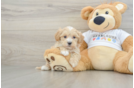 Maltipoo Puppy for Adoption