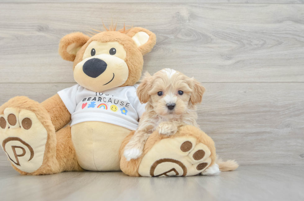 6 week old Maltipoo Puppy For Sale - Florida Fur Babies