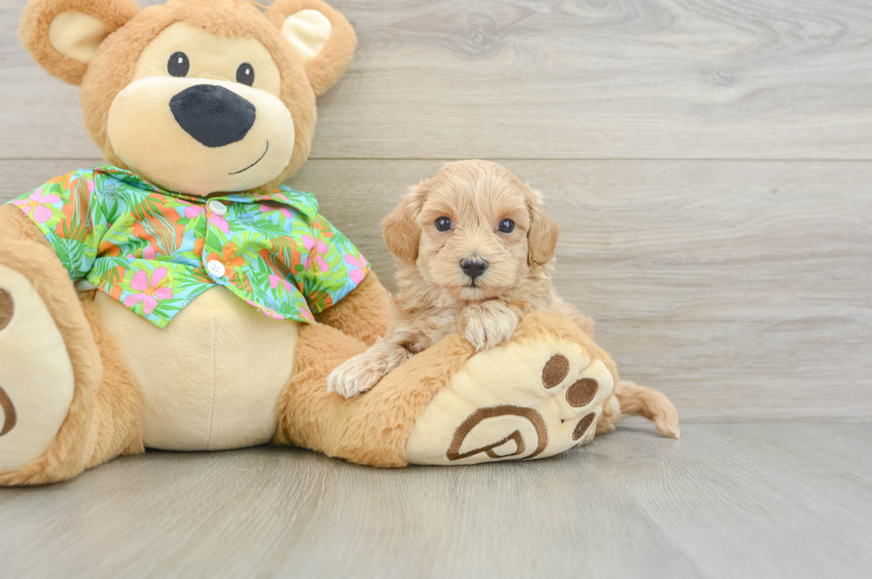 5 week old Maltipoo Puppy For Sale - Florida Fur Babies