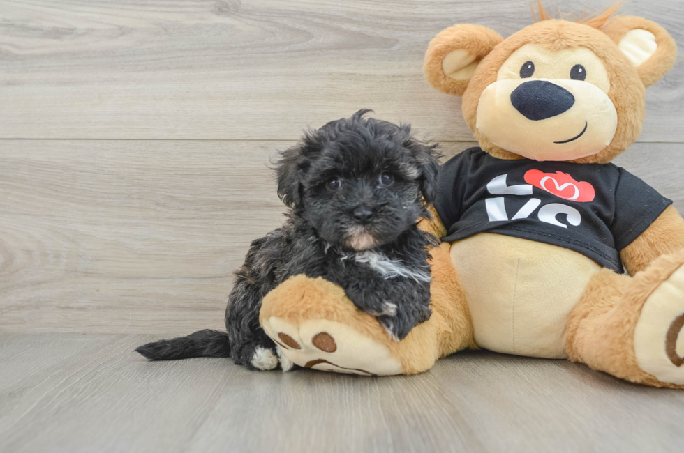 6 week old Maltipoo Puppy For Sale - Florida Fur Babies