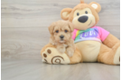 Best Maltipoo Baby