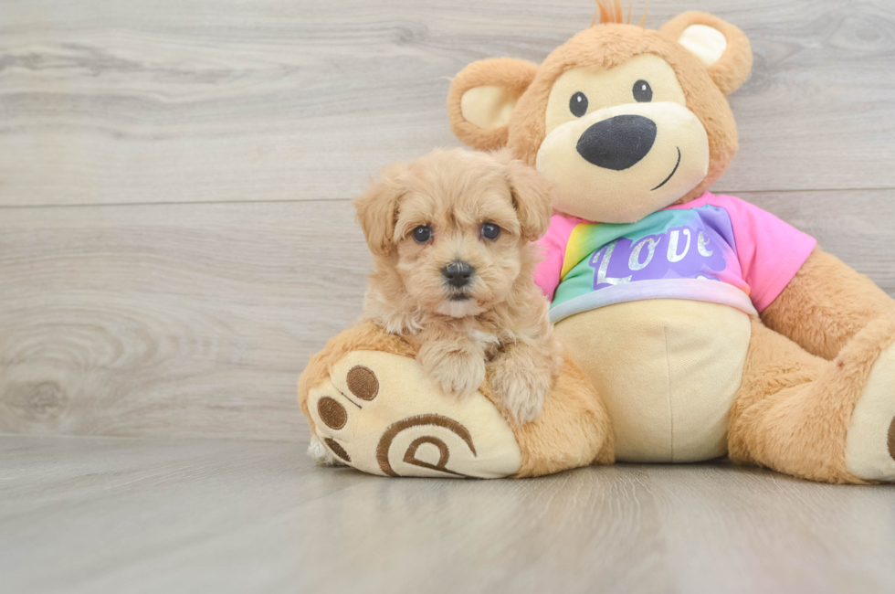 5 week old Maltipoo Puppy For Sale - Florida Fur Babies
