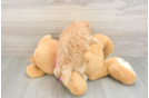 Smart Maltipoo Poodle Mix Pup