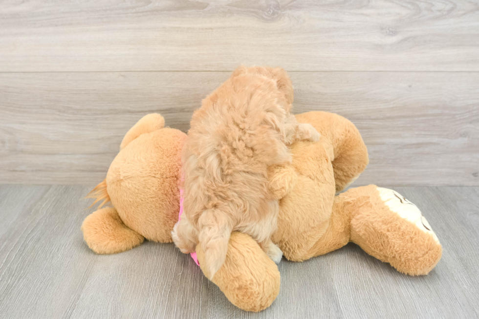 Smart Maltipoo Poodle Mix Pup