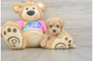 Hypoallergenic Malt Oodle Poodle Mix Puppy