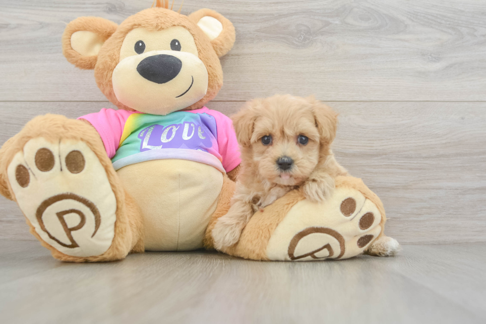 Hypoallergenic Malt Oodle Poodle Mix Puppy