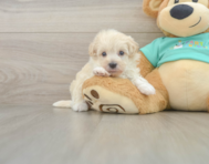 8 week old Maltipoo Puppy For Sale - Florida Fur Babies