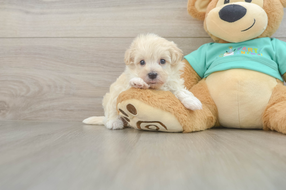 6 week old Maltipoo Puppy For Sale - Florida Fur Babies