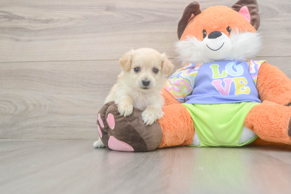 Smart Maltipoo Poodle Mix Pup