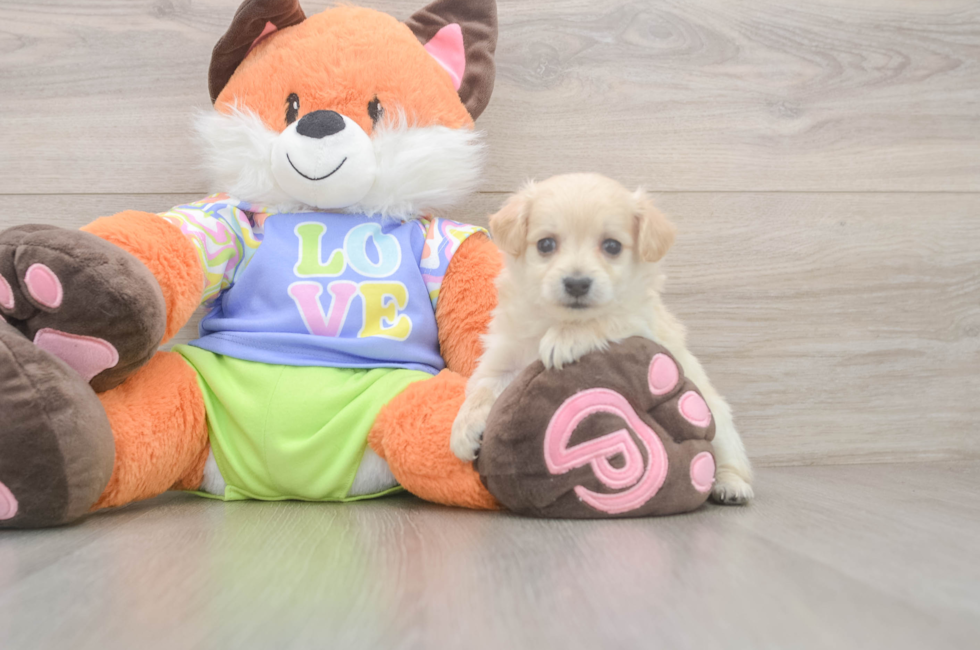 9 week old Maltipoo Puppy For Sale - Florida Fur Babies