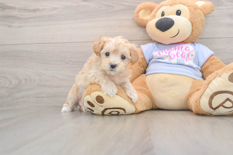 Maltipoo Pup Being Cute