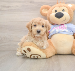 7 week old Maltipoo Puppy For Sale - Florida Fur Babies