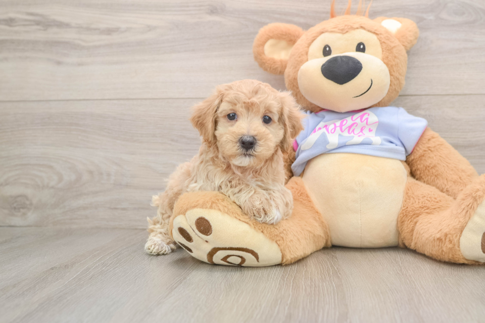 Maltipoo Puppy for Adoption