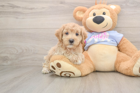Maltipoo Puppy for Adoption