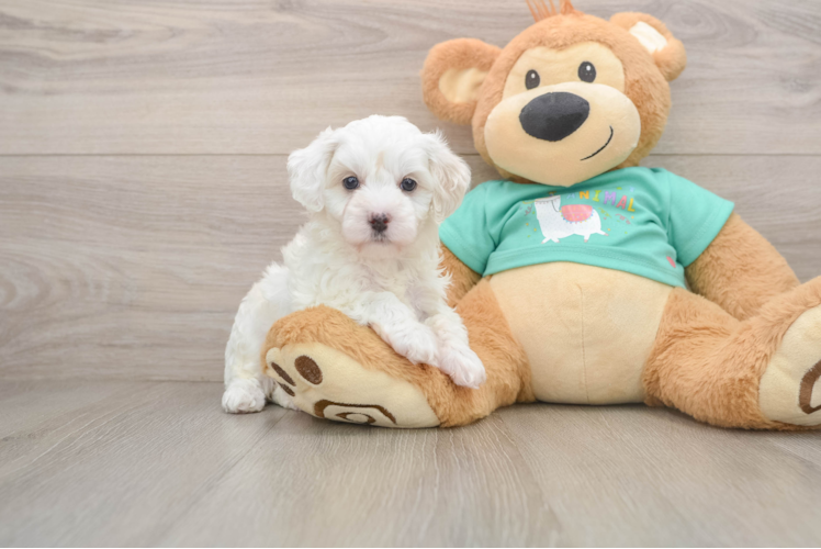 Maltipoo Puppy for Adoption