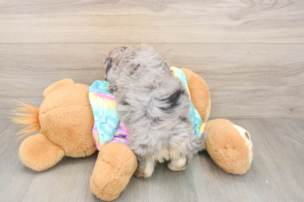 Maltipoo Puppy for Adoption