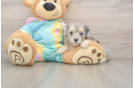 Maltipoo Pup Being Cute