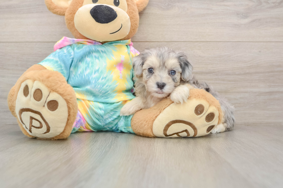 Maltipoo Pup Being Cute
