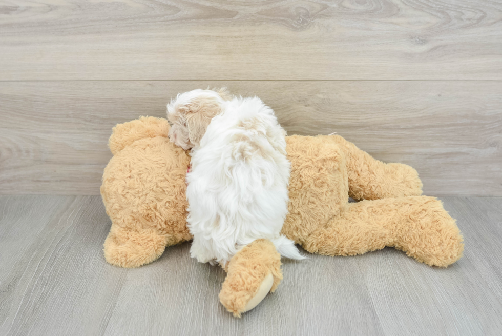 Maltipoo Puppy for Adoption