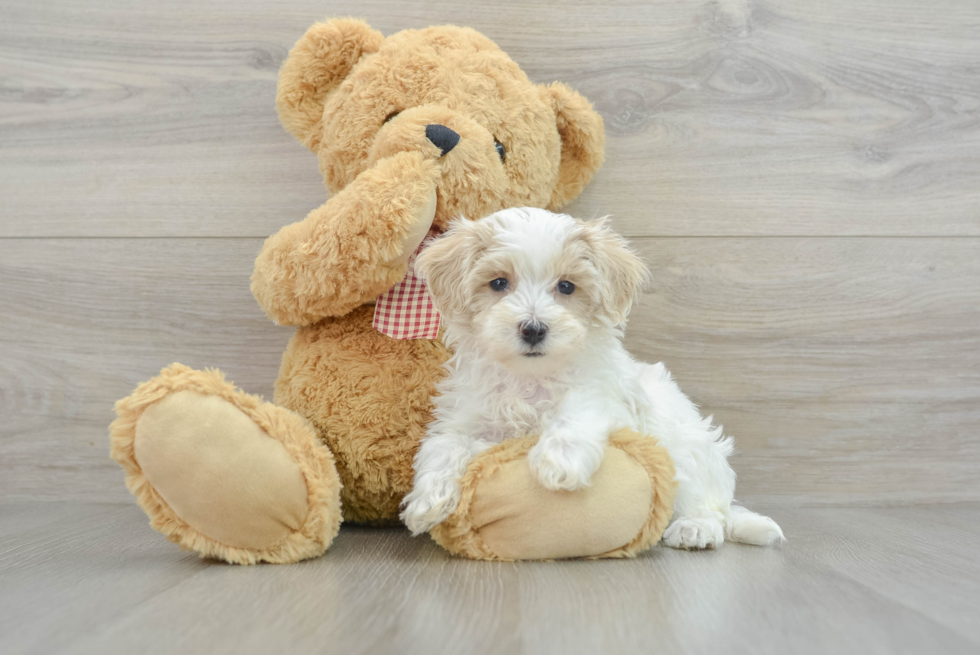 Sweet Maltipoo Baby