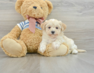 9 week old Maltipoo Puppy For Sale - Florida Fur Babies