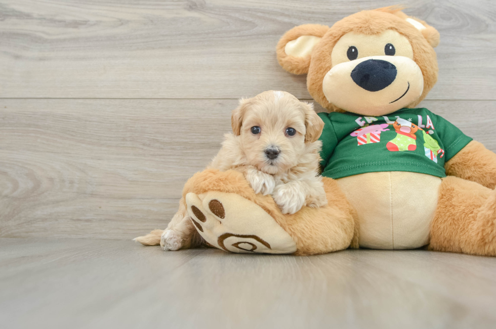 5 week old Maltipoo Puppy For Sale - Florida Fur Babies