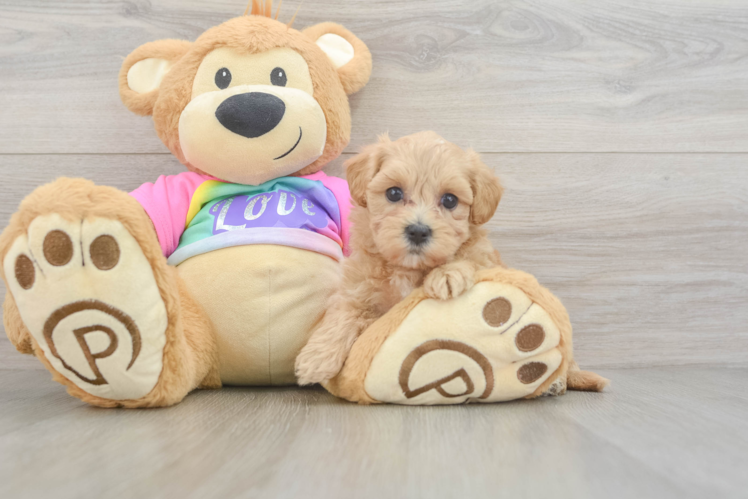 Maltipoo Pup Being Cute