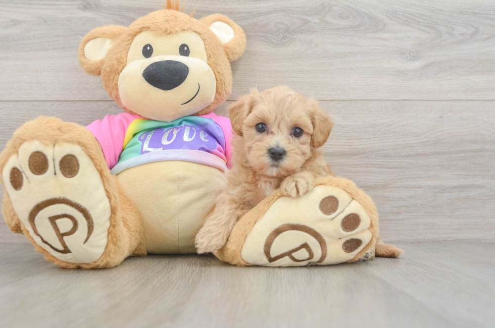 5 week old Maltipoo Puppy For Sale - Florida Fur Babies