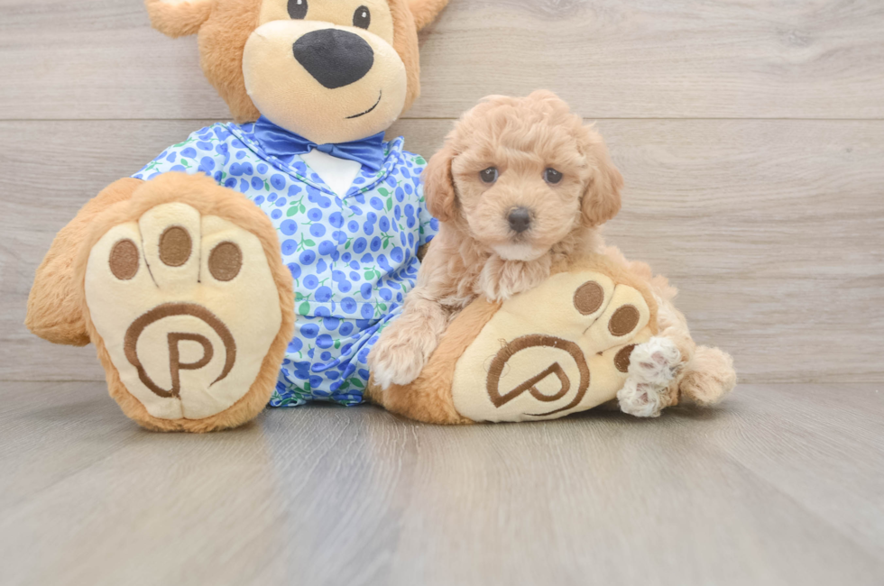 6 week old Maltipoo Puppy For Sale - Florida Fur Babies