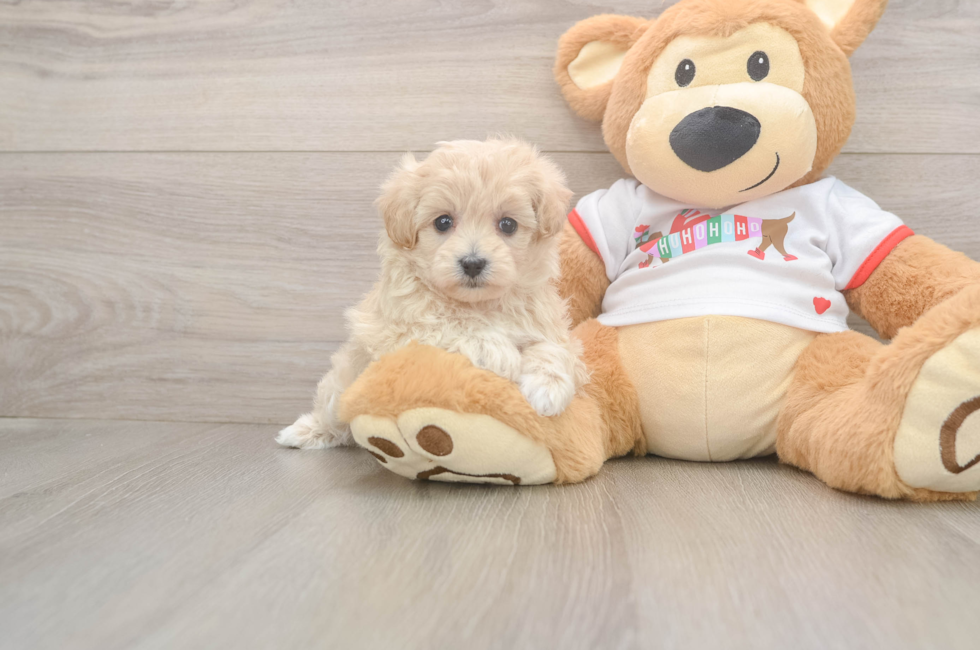 5 week old Maltipoo Puppy For Sale - Florida Fur Babies