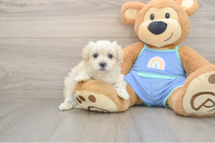 Popular Maltipoo Poodle Mix Pup